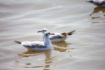 Seagull