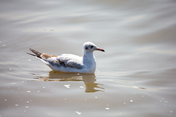 Fototapeta na wymiar Seagull at Bangpoo, Thailand