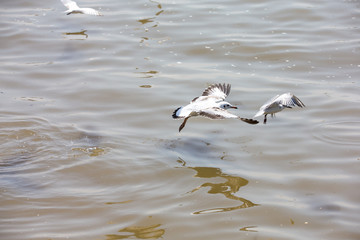 Seagull at Bangpoo, Thailand