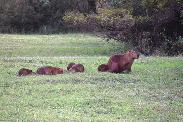 Familia de carpinchos en el Lago de Salto Grande