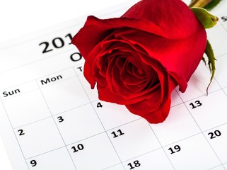 Single rose laying on a calendar