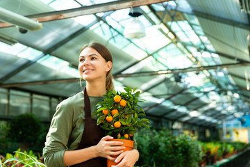 Portrait of young florist woman 20s wearing apron holding orange tree, while working in greenhouse