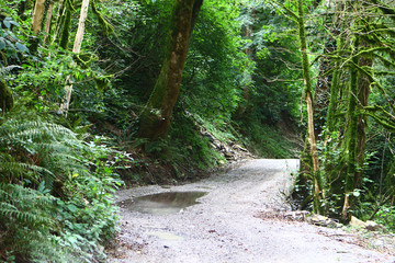 road in forest after the rain, natural landscape photo