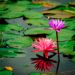 Beautiful Pink Lotus, Pink Water Lily with Reflection in a Pond.