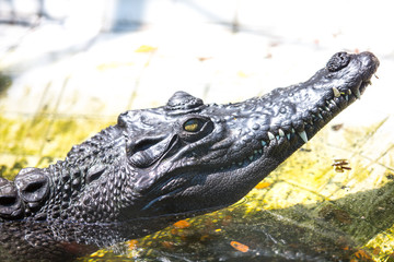 crocodile with mouth