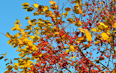 apple tree branches with golden leaves against the blue sky