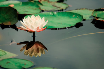 Beautiful  Lotus,  Water Lily with Reflection in a Pond.