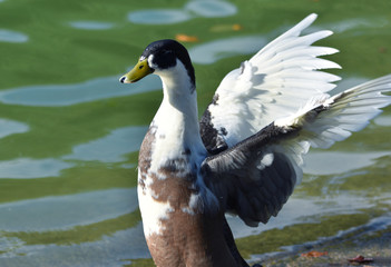 Flapping duck