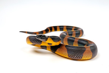 Fototapeta premium Bismarck-Ringpython (Bothrochilus boa) - pyton obrączkowany Bismarck