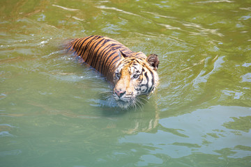 tiger in water