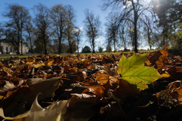 Obraz premium Large green fallen Maple leaf surrounded by crispy brown leaves on The Sray in Harrogate,North Yorkshire,England,UK.