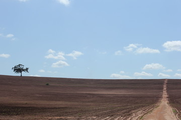 O campo preparado para o cultivo