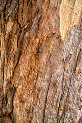 Tree bark texture