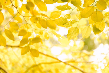 Nature green and yellow leafs in summer with white background