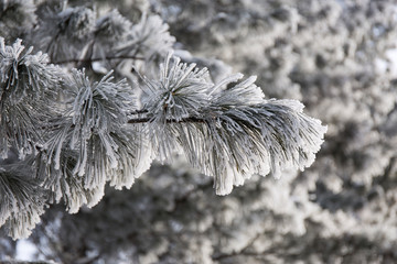 Snow-cowered fir branches. Winter blur background. Frost tree