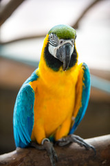 blue and yellow macaw