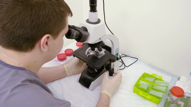 Veterinarian looking at biological sample from dog's ear under microscope in veterinary clinic. 4K