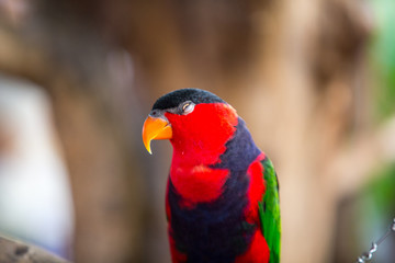 blue and yellow macaw
