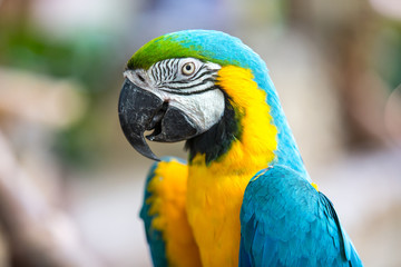 blue and yellow macaw