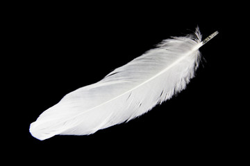 Single white feather isolated on black background.
