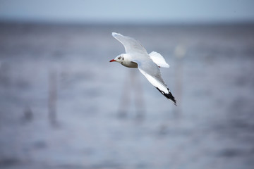 bird, seagull, gull, flying, sea, nature, fly, sky, flight, animal, water, blue, wings, white, wing, wildlife, birds, ocean, seagulls, freedom, beak, feather, air, coast, sea gull