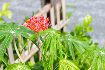 Flower and leaves of the plant Jatropha dissected (Jatropha multifida)