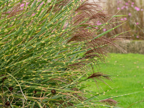 Eulalies z&eacute;br&eacute;es au feuillage panach&eacute; &agrave; bandes horizontales jaune cr&ecirc;me ou Roseaux de Chine &agrave; inflorescences automnale rouge cuivr&eacute; (Miscanthus sinensis zebrinus).