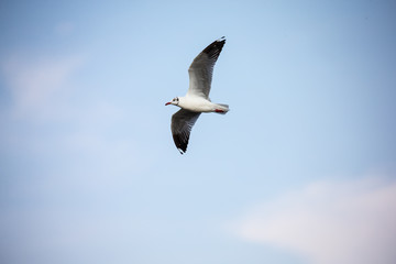 seagull in flight