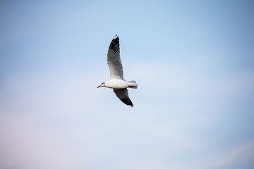 seagull in flight