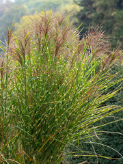 Eulalies zébrées au feuillage panaché à bandes horizontales jaune crême ou Roseaux de Chine à inflorescences automnale rouge cuivré (Miscanthus sinensis zebrinus).