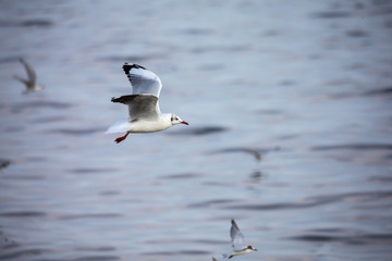 seagull in flight