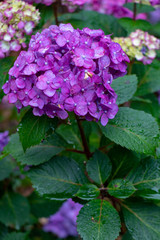 Purple hydrangea background