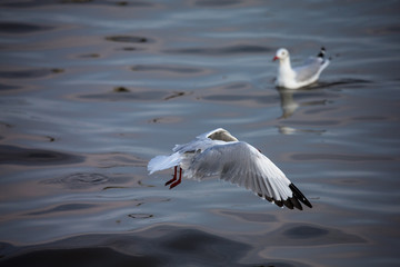 seagull in flight