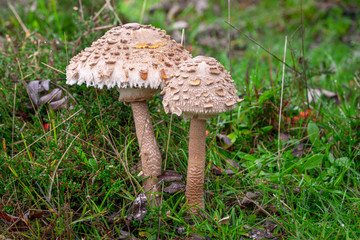 Shaggy Parasol Mushroom.(Lepiota Procera/Macrolepiota Procera)