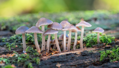 Fairy Inkcap Mushrooms on Tree Stump (Coprinellus disseminatus)