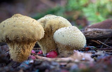Common Puffball (lycoperdon perlatum)