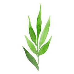 Watercolor green bouquet flower leaves. Floral botanical flower. Isolated illustration element. Aquarelle wildflower for background, texture, wrapper pattern, frame or border.