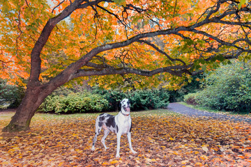 Beautiful harlequin great dane dog  in autumn under colorful branch.