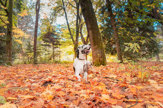 Beautiful Harlequin Great Dane Dog  In Autumn Happy Looking Up In Awe.