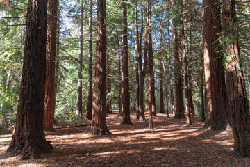 Forest in the evening