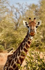 Giraffe in African Bush 