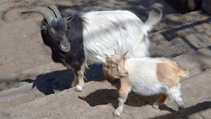 Fototapeta premium Animals goat and young goat with head turn back