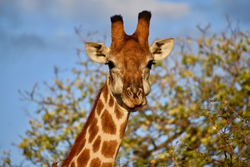 Giraffe Face 