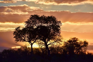 Fototapeta na wymiar South African Bush Sunset 