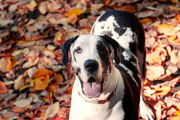 Beautiful harlequin great dane dog  in autumn close portrait with colorful leaves.