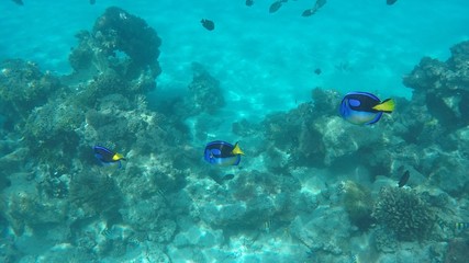 Fototapeta na wymiar snorkeling, ile de Mnemba, Zanzibar