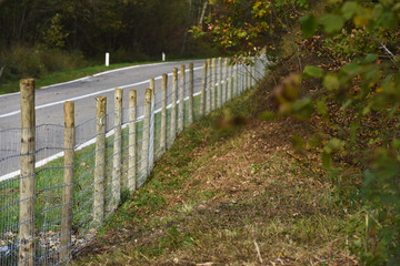 cloture grillage barrieres peste porcine Gaume Sanglier porcs Wallonie pose installation travail...