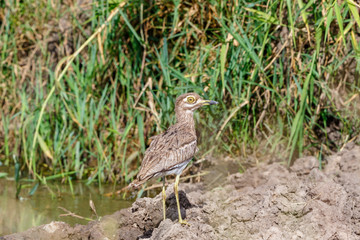 Water thick-knee standing in the mud at lake
