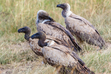 White-backed vulture sitting on the ground in africa