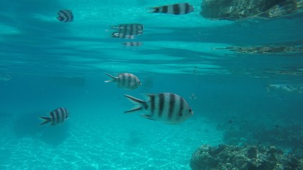 snorkeling, ile de Mnemba, zanzibar
